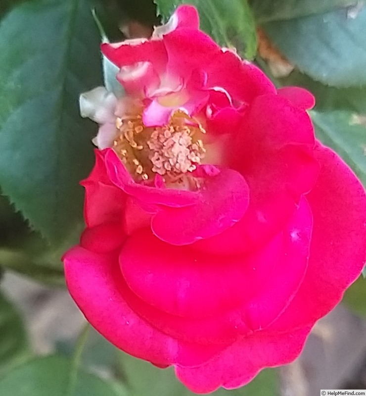 'Dominica ® (hybrid tea, Interplant 2008)' rose photo