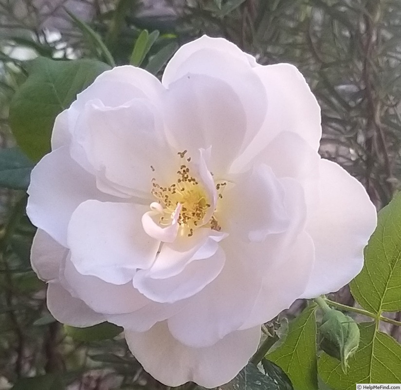 'Pear™' rose photo