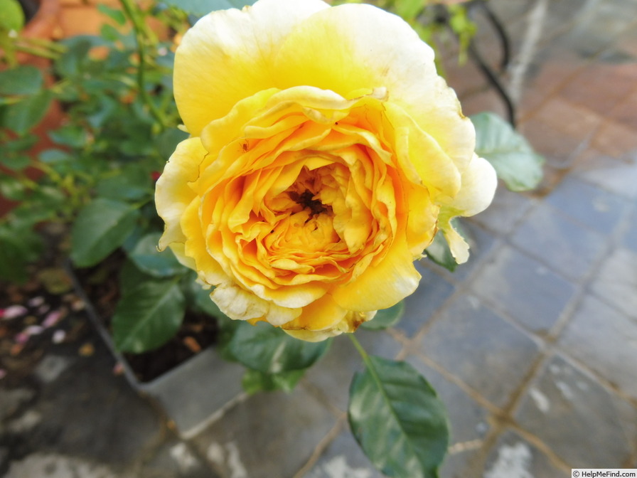 'Inka (hybrid tea, Evers/Tantau 1993)' rose photo