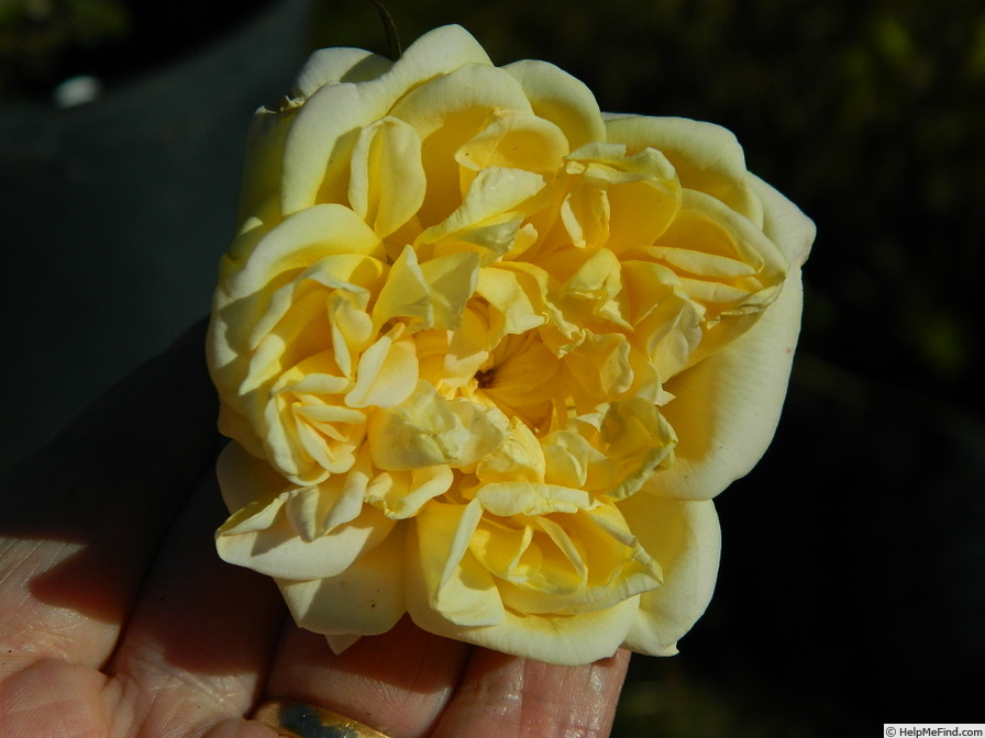'Marguerite de Fénelon' rose photo