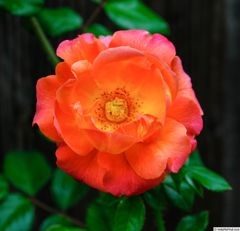 'Mango Blush (mini-flora, Bang 2013)' rose photo