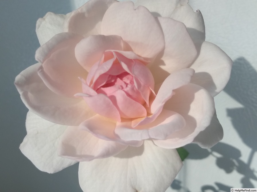 '20CAxCS07' rose photo