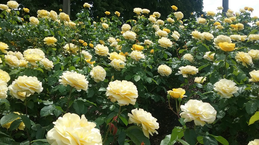 'Peninsula Park Rose Garden'  photo