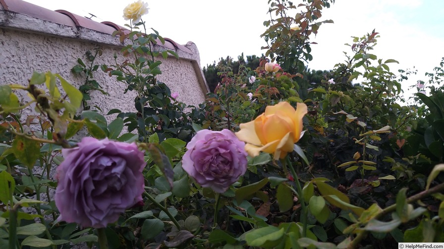 'Novalis ®' rose photo