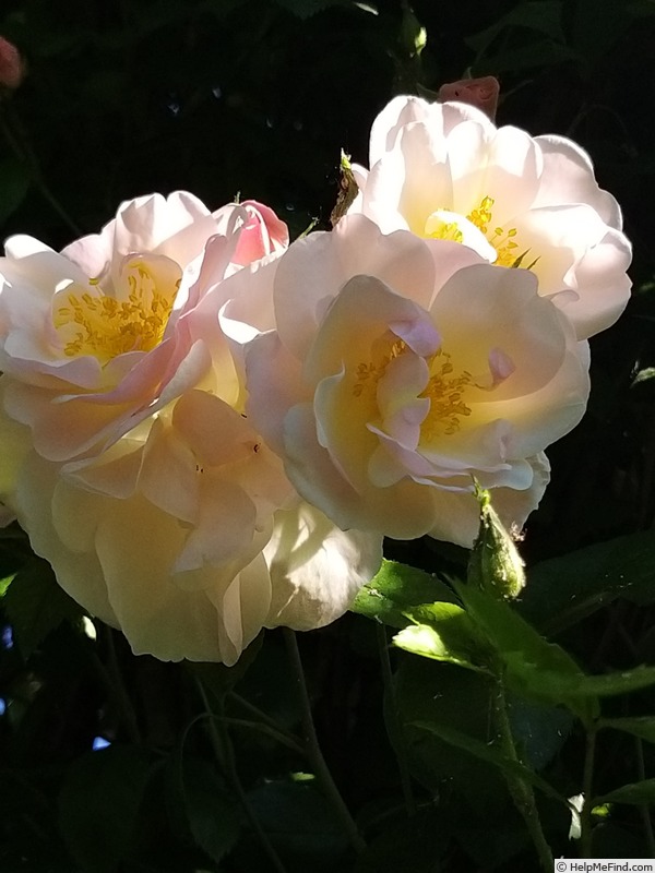 'Sourire d'Orchidée' rose photo