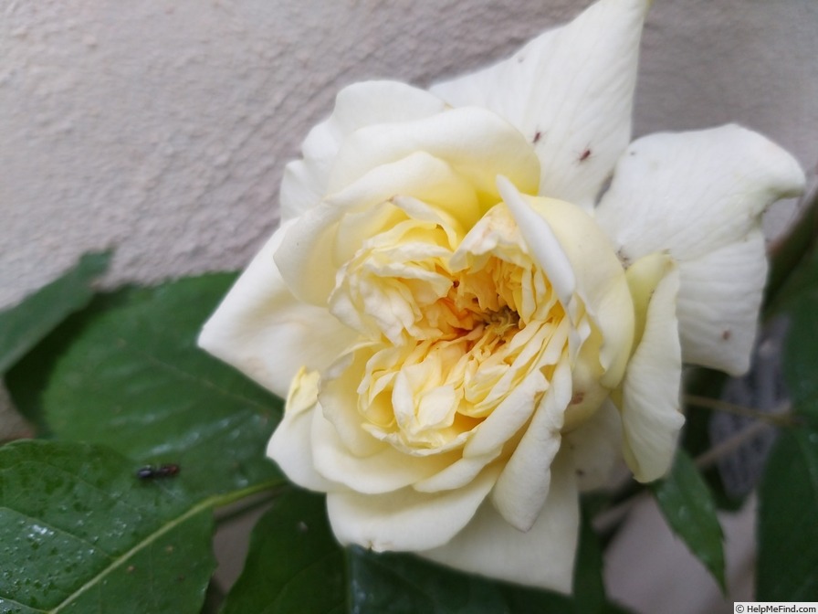 'The Pilgrim ®' rose photo