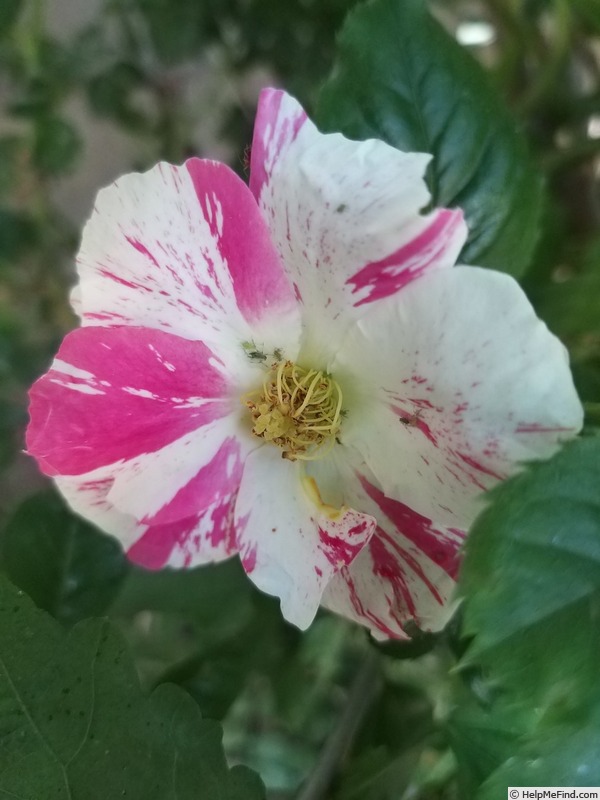 'Vihaïpi ®' rose, click to enlarge 'Vihaïpi ®' rose photo