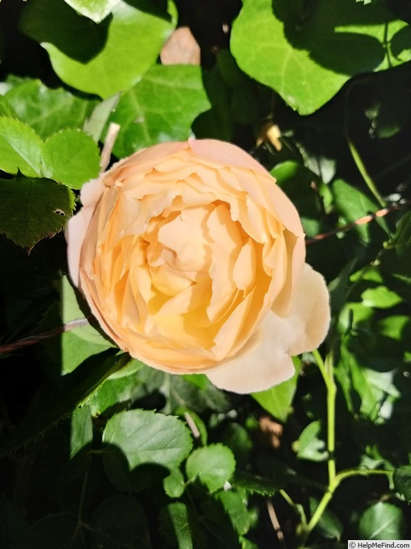 'Wollerton Old Hall' rose photo