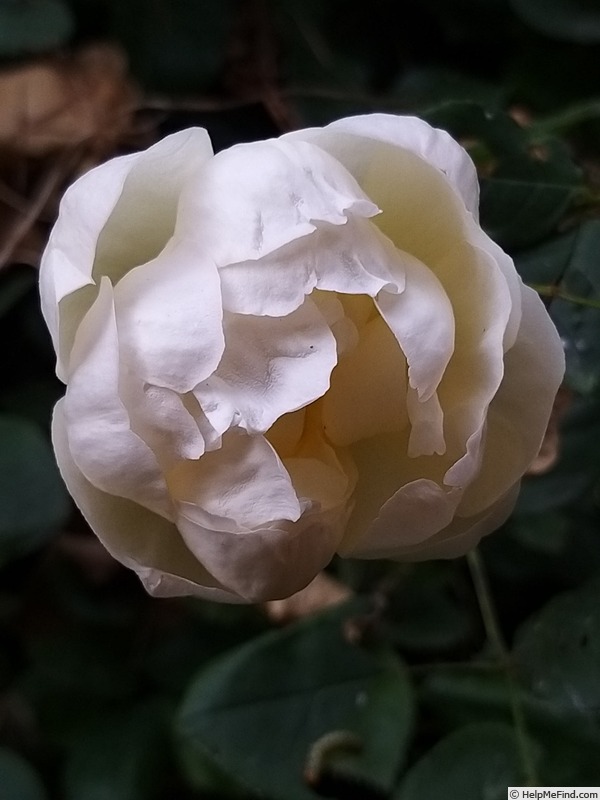 'Wollerton Old Hall' rose photo