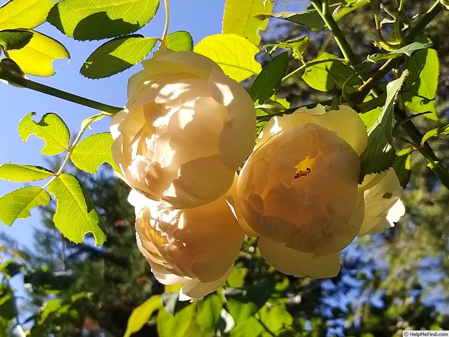 'Wollerton Old Hall' rose photo