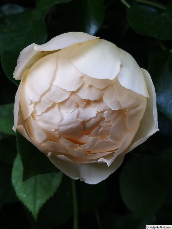 'Wollerton Old Hall' rose photo