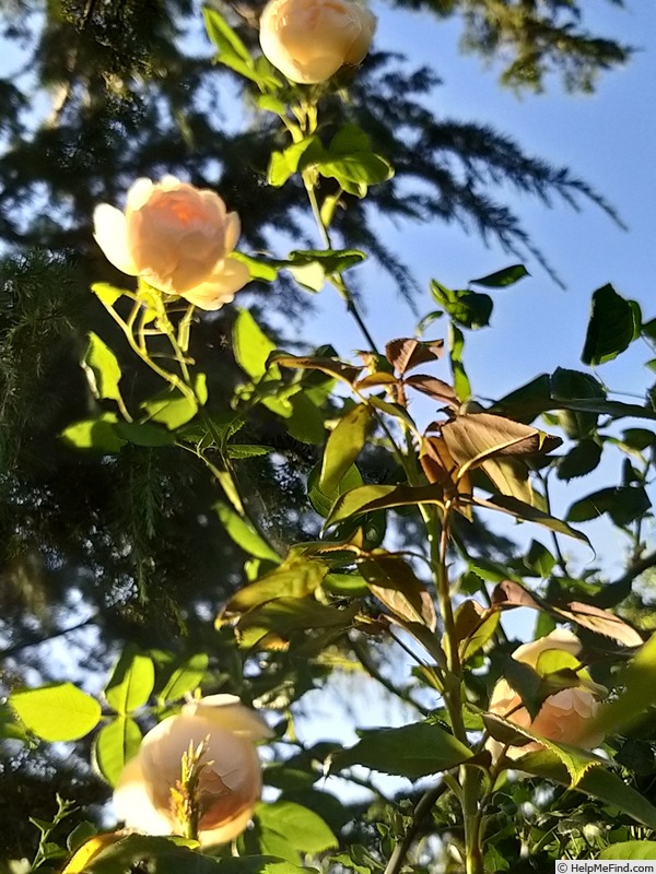 'Wollerton Old Hall' rose photo