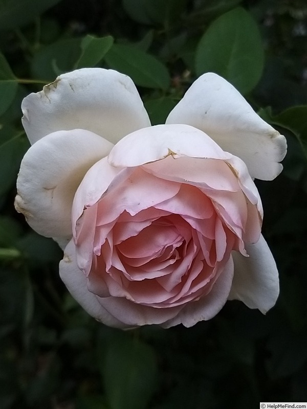 'Gruaud Larose ®' rose photo
