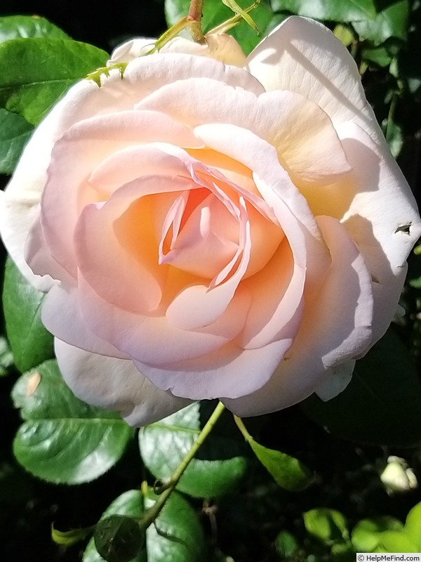 'Gruaud Larose ®' rose photo