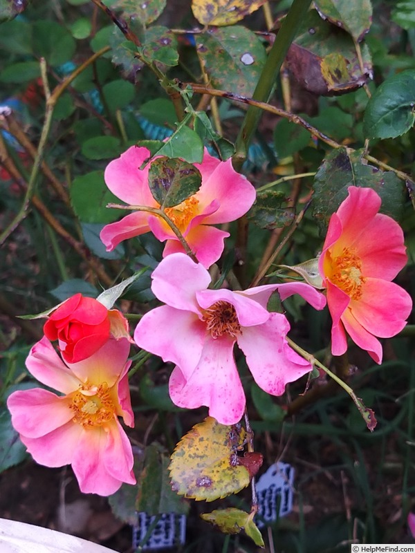 'Happy Chappy ® (Shrub, Ilsink before 1997)' rose photo