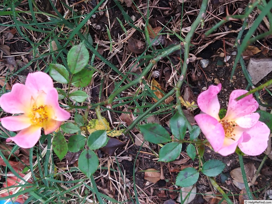 'Happy Chappy ® (Shrub, Ilsink before 1997)' rose photo