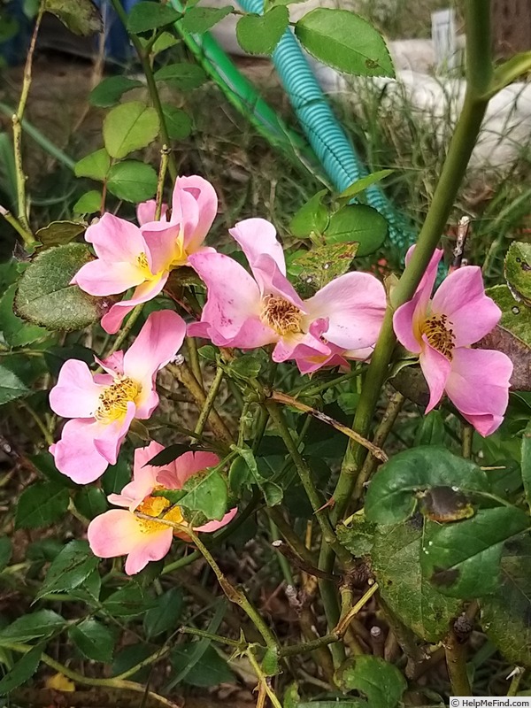 'Happy Chappy ® (Shrub, Ilsink before 1997)' rose photo