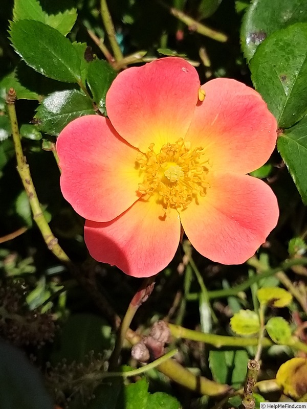 'Happy Chappy ® (Shrub, Ilsink before 1997)' rose photo