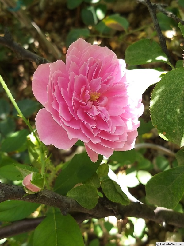 'Harlow Carr ™ (shrub, Austin before 2004)' rose photo
