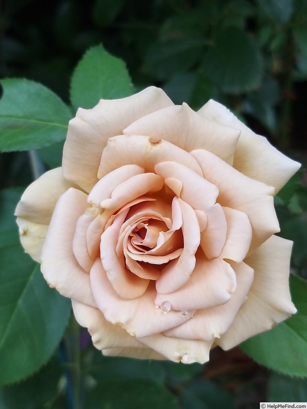 'Honey Dijon ™ (hybrid tea, Sproul 2003)' rose photo