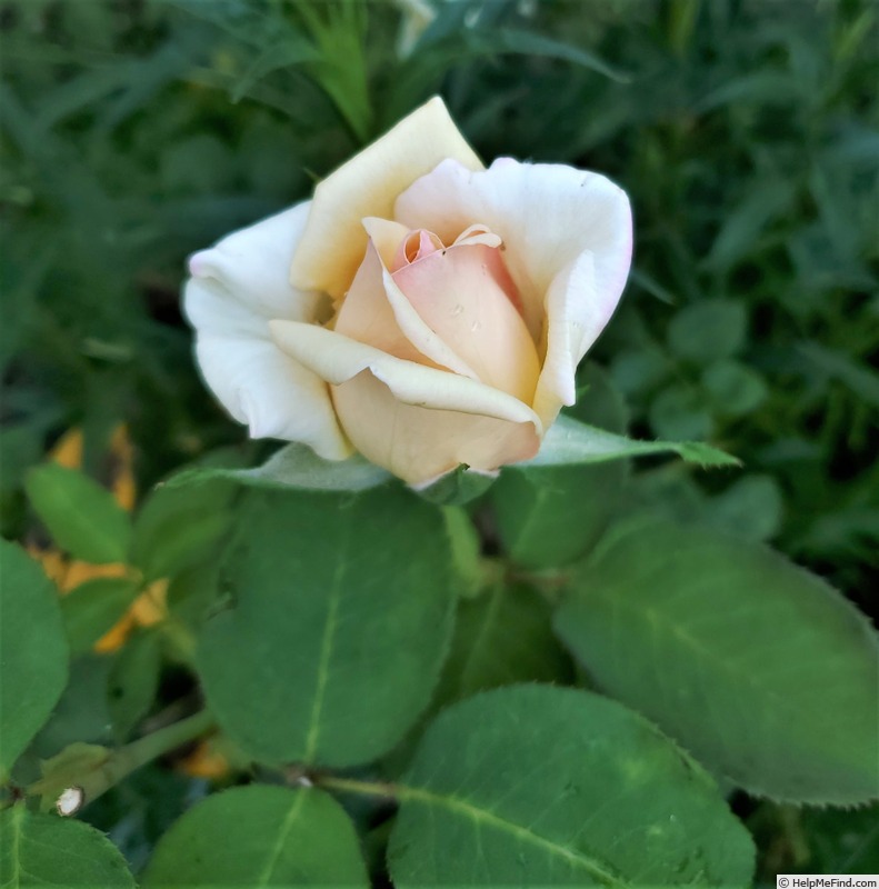 'Narzisse' rose photo
