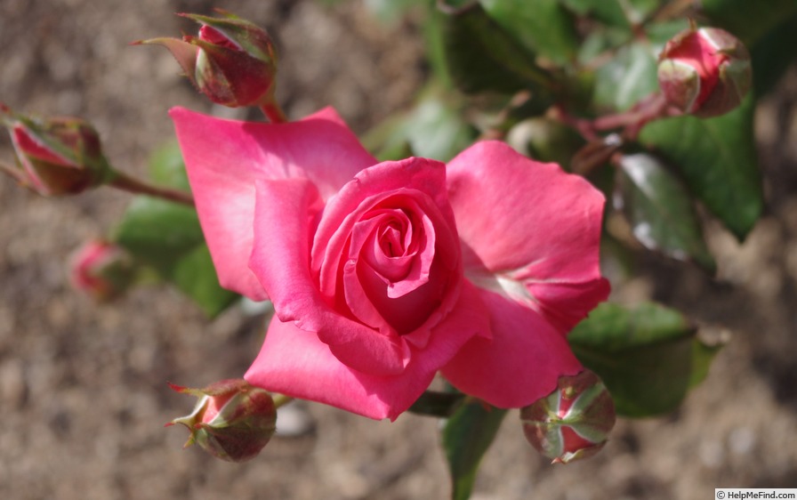 'Iberflora 95 ®' rose photo