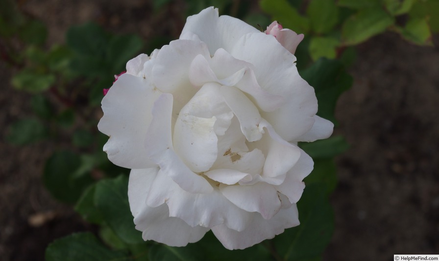'Blanc Queen Elizabeth' rose photo