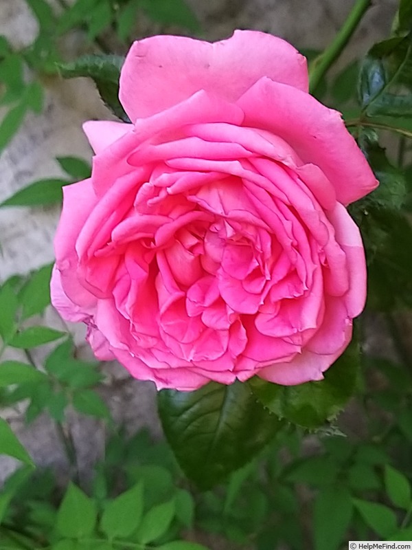 'La Rose de Molinard ®' rose, click to enlarge 'La Rose de Molinard ®' rose photo