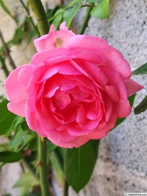 'La Rose de Molinard ®' rose, click to enlarge 'La Rose de Molinard ®' rose photo