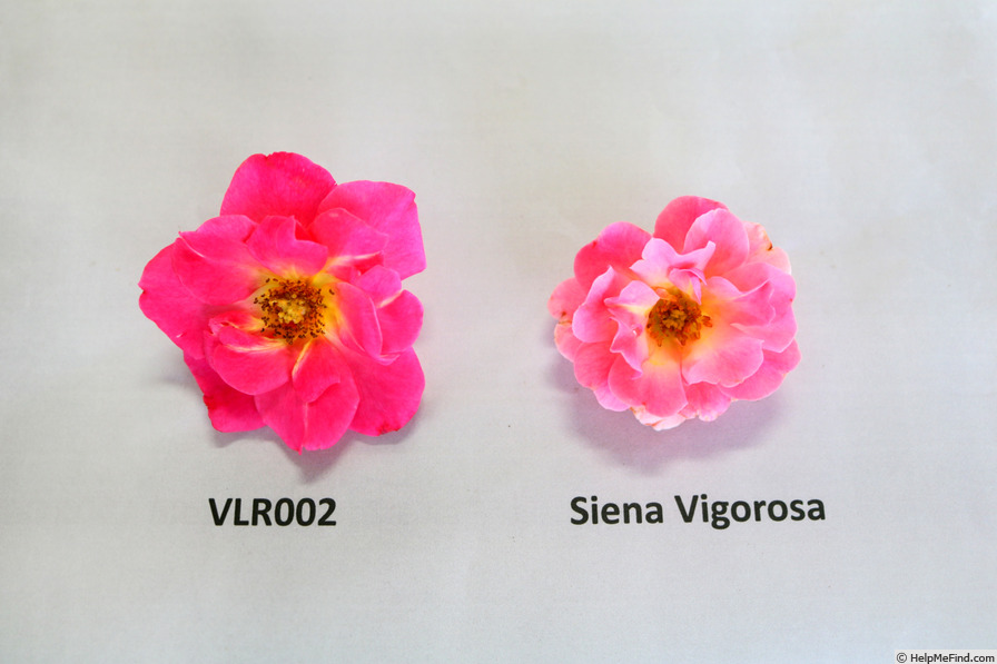 'Siena Vigorosa' rose photo