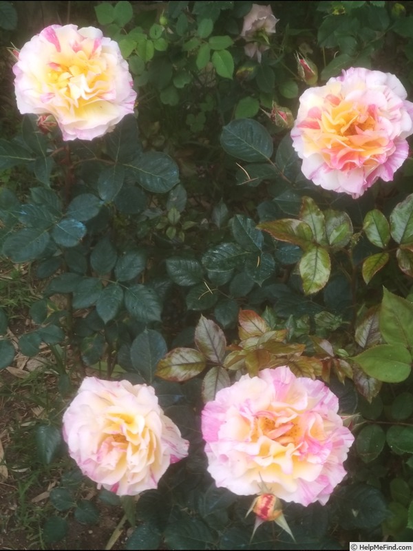 'Maurice Utrillo ™' rose photo