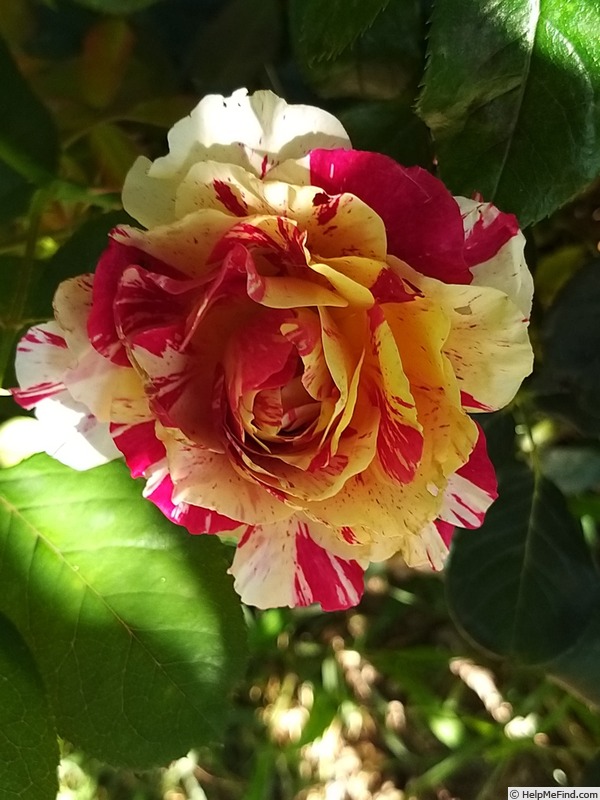'Maurice Utrillo ™' rose photo