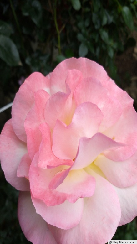 'Rosa del Camino de Santiago ®' rose photo