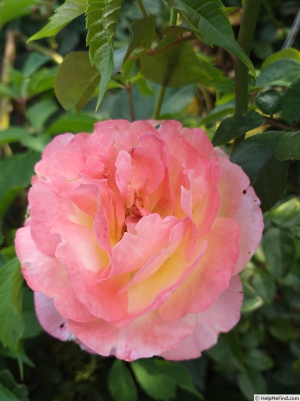 'Rosa del Camino de Santiago ®' rose photo