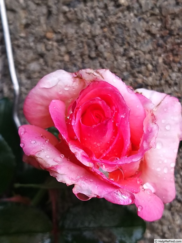 'Rosa del Camino de Santiago ®' rose photo