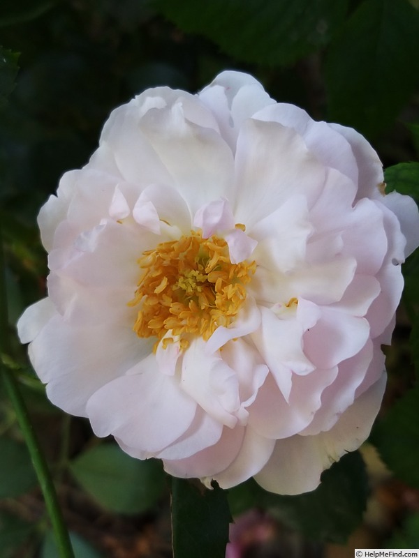 'Lady Salisbury' rose photo