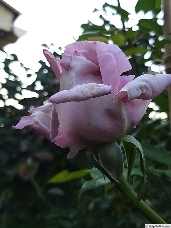 'Rose Synactif by Shiseido' rose photo