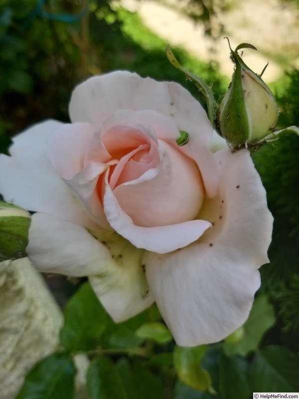 'Sweet Love ® (hybrid tea, 2005, Harkness)' rose photo