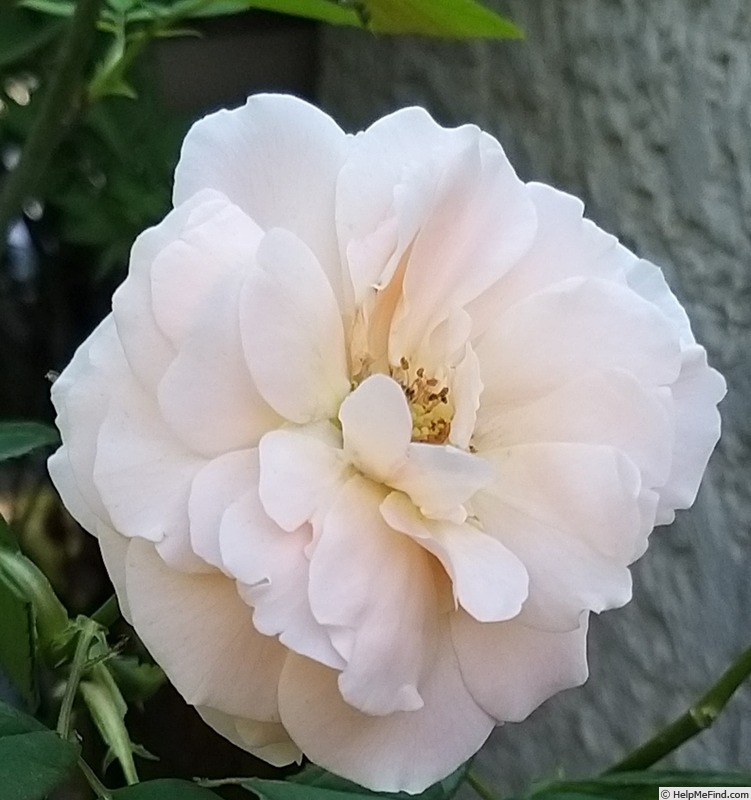 'Donatella (hybrid tea, Meilland Richardier 2009)' rose photo