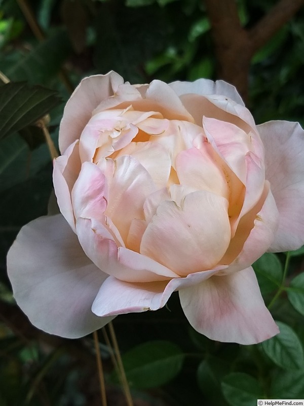'Isabelle Autissier ®' rose photo