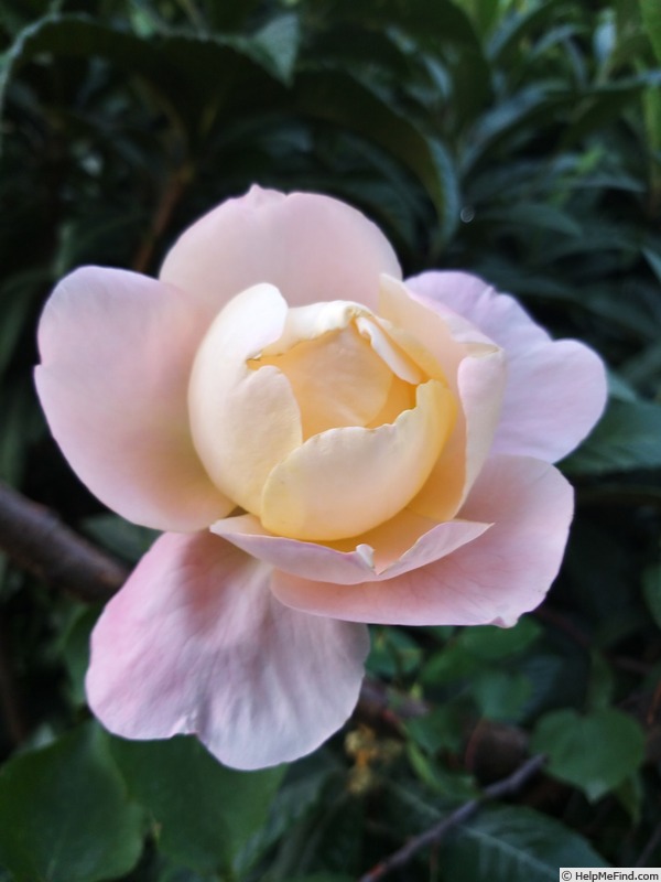 'Isabelle Autissier ®' rose photo
