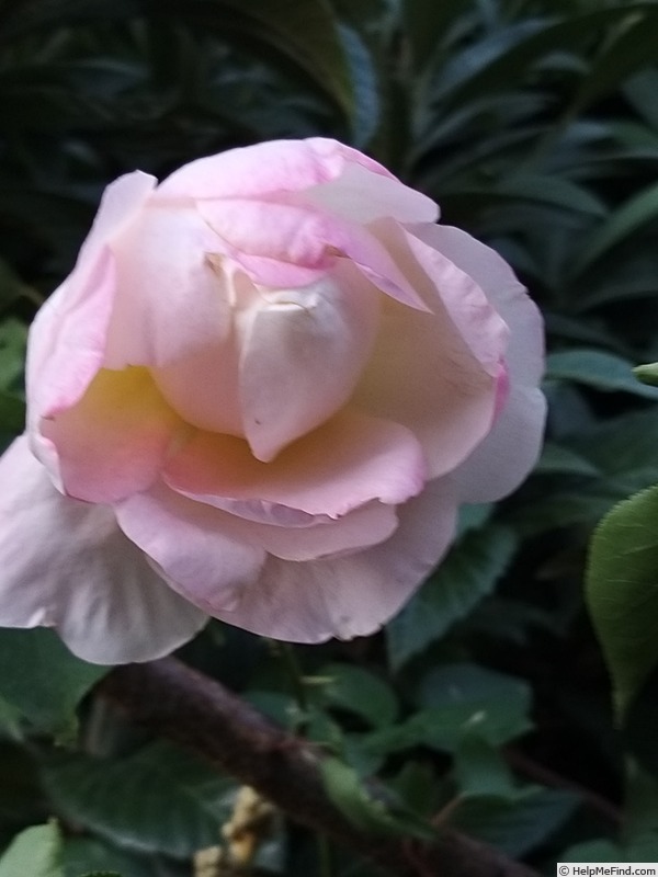 'Isabelle Autissier ®' rose photo
