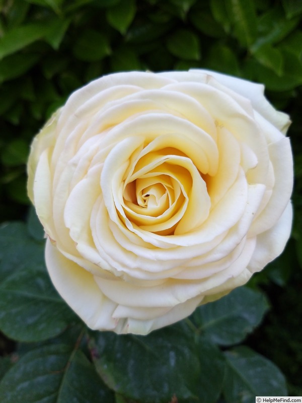 'Isabelle Joerger' rose photo