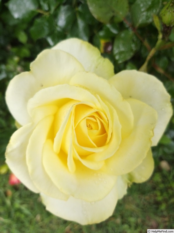 'Isabelle Joerger' rose photo
