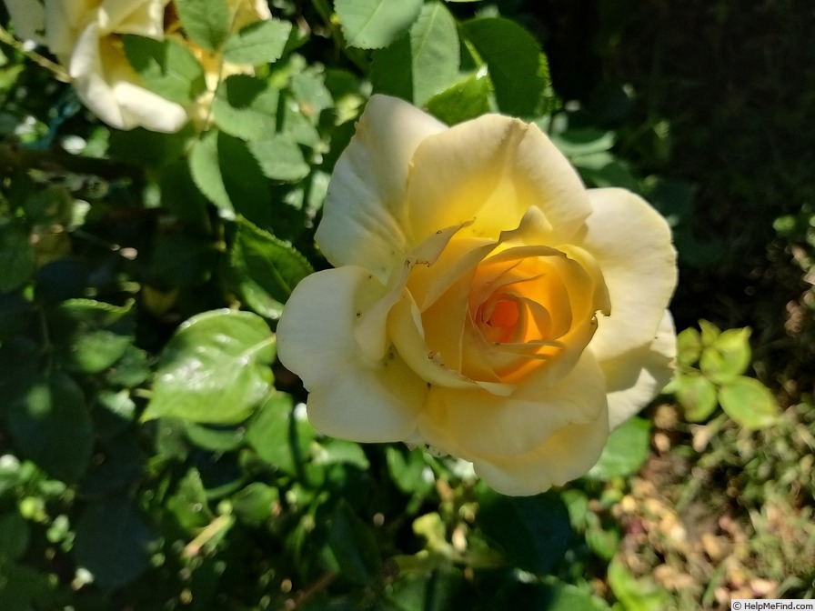 'Isabelle Joerger' rose photo
