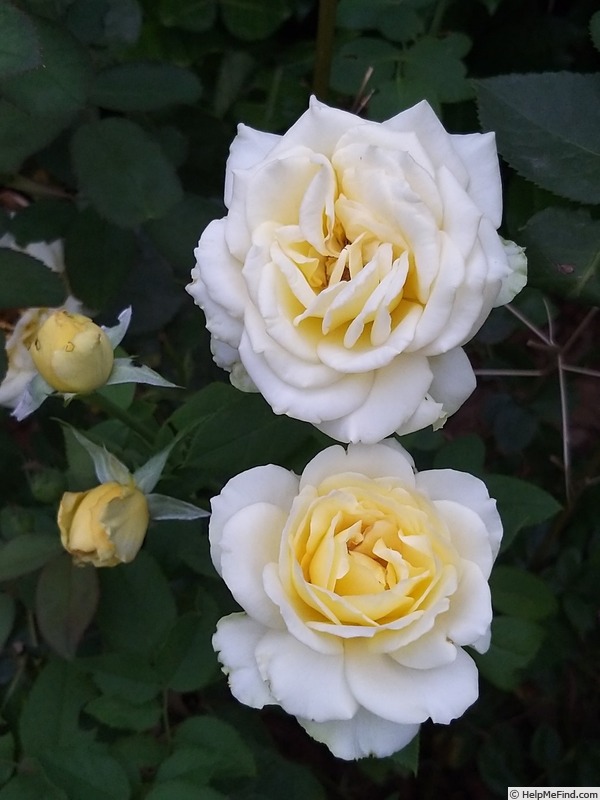 'Isabelle Joerger' rose photo