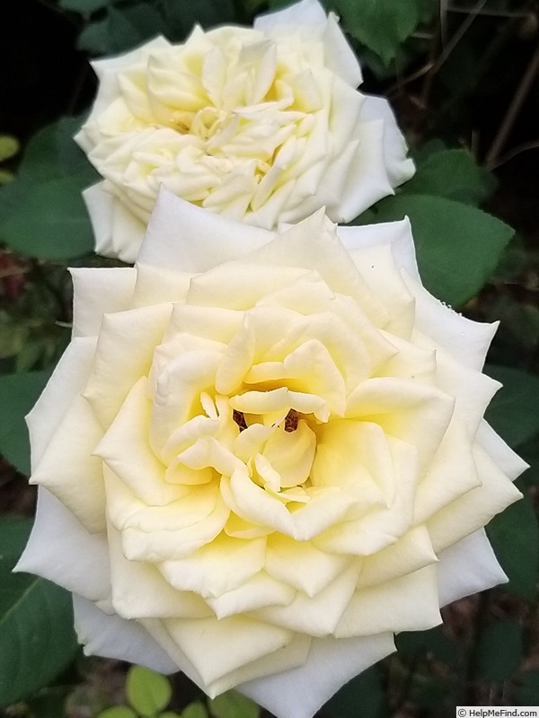 'Isabelle Joerger' rose photo