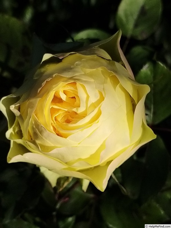 'Isabelle Joerger' rose photo