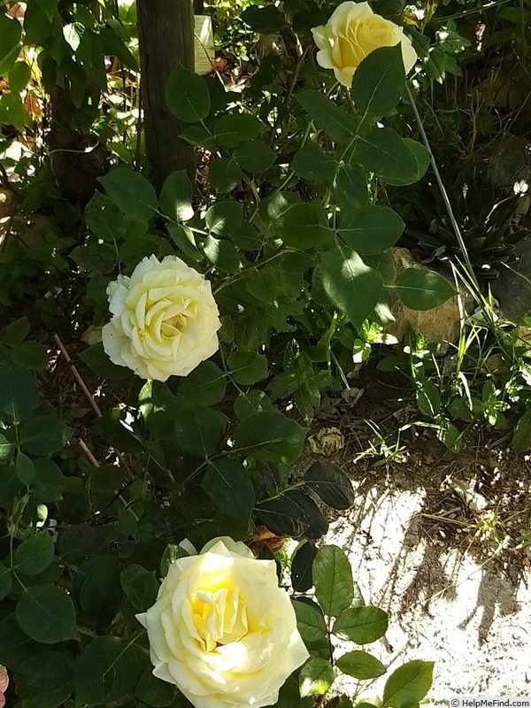 'Isabelle Joerger' rose photo