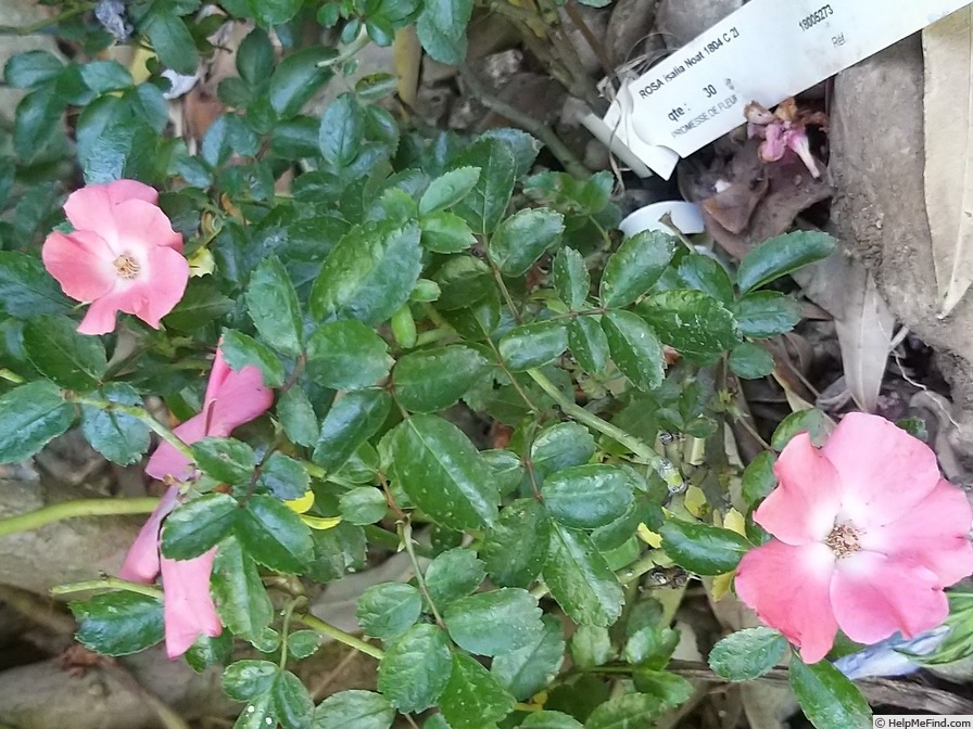 'Isalia ®' rose photo